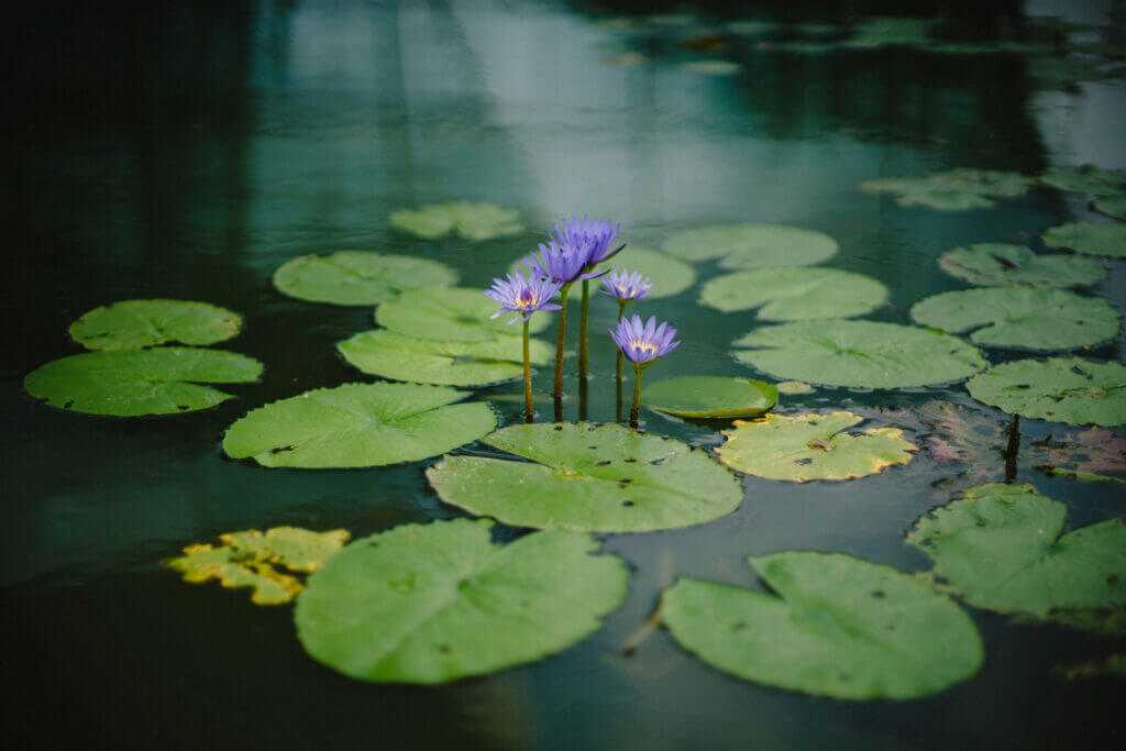 making a garden pond