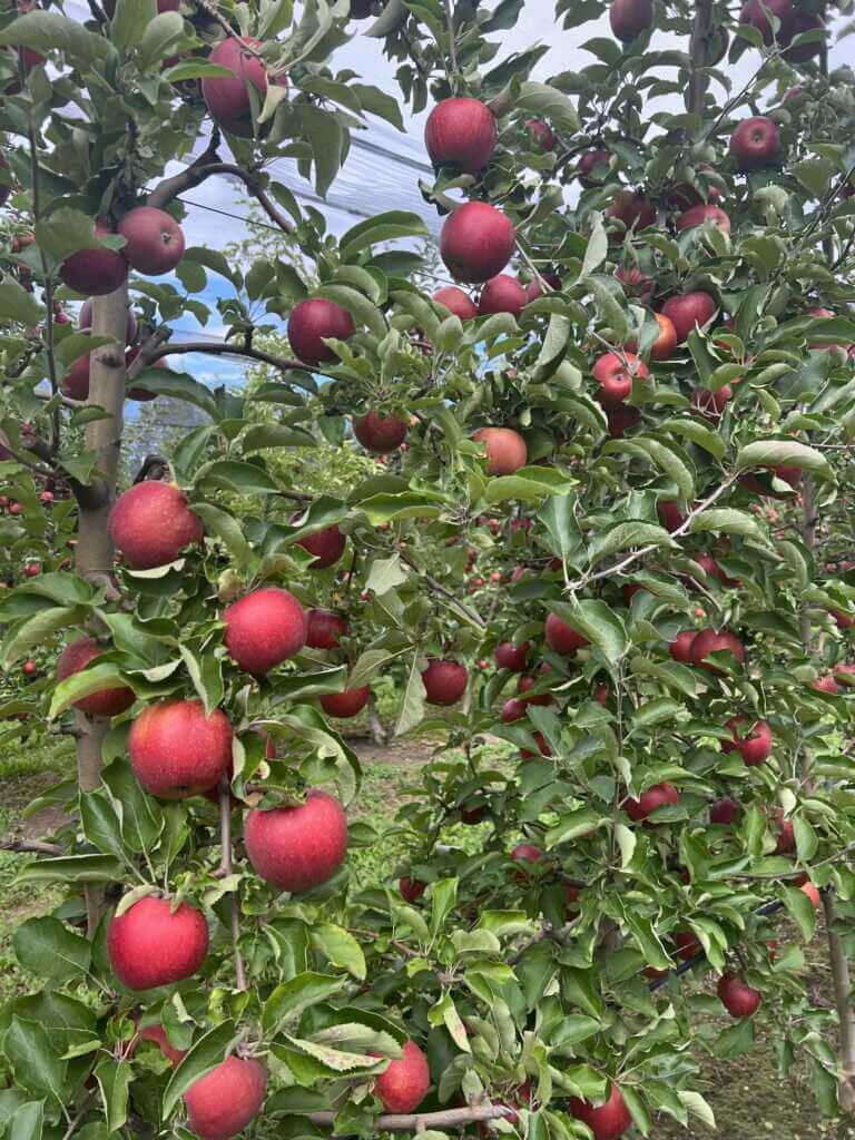 plant protection of apples