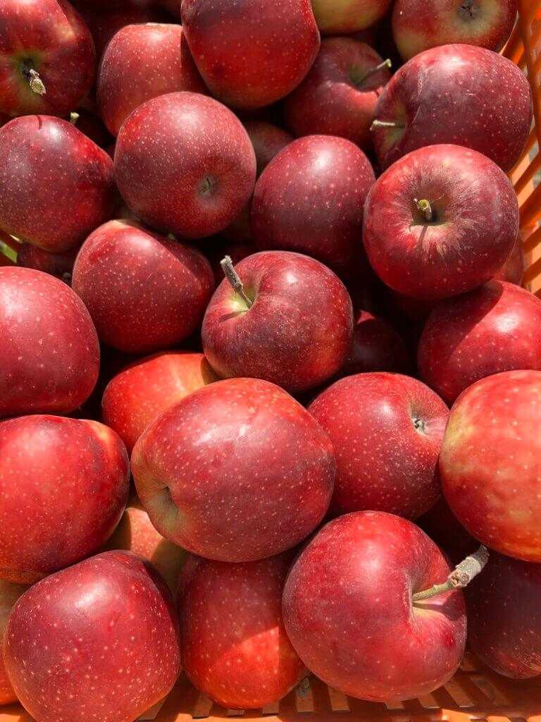 plant protection of apples