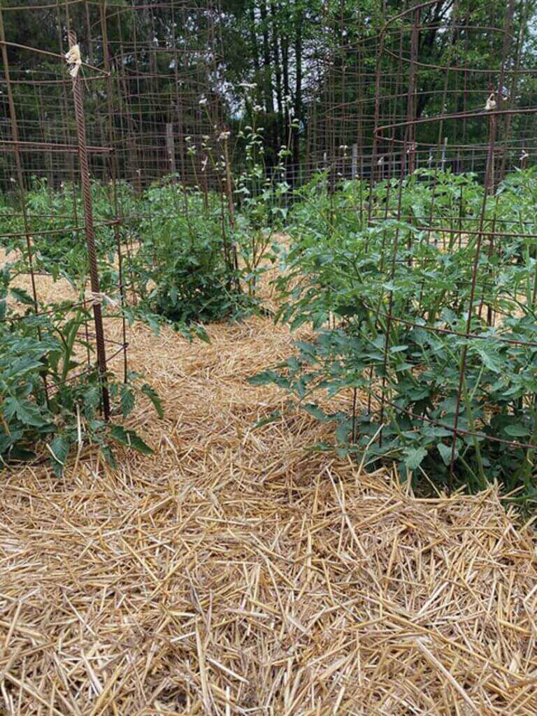 Organic mulch
