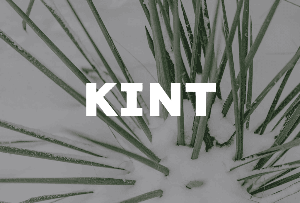 Plants outside in winter