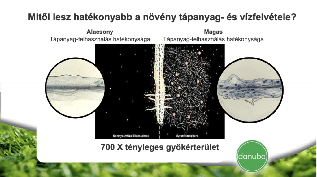 Mikomax gyökér