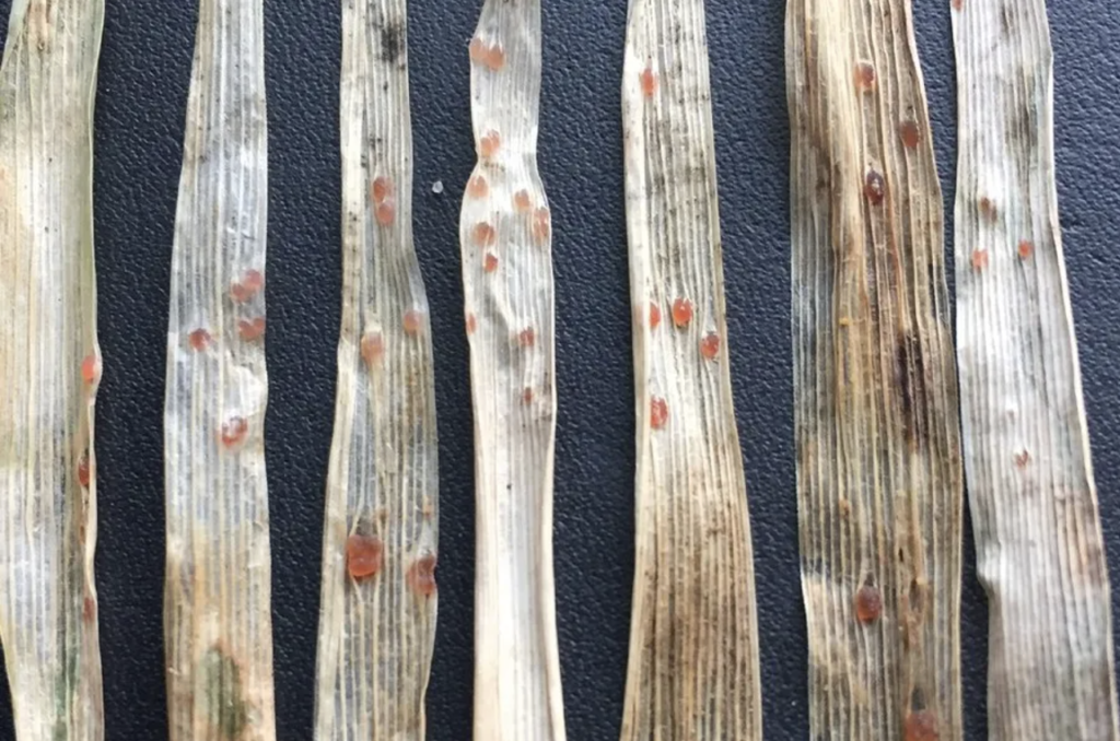 Typhula sclerotium