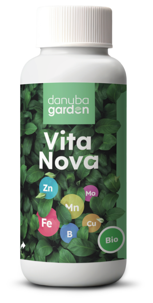 Vita Nova