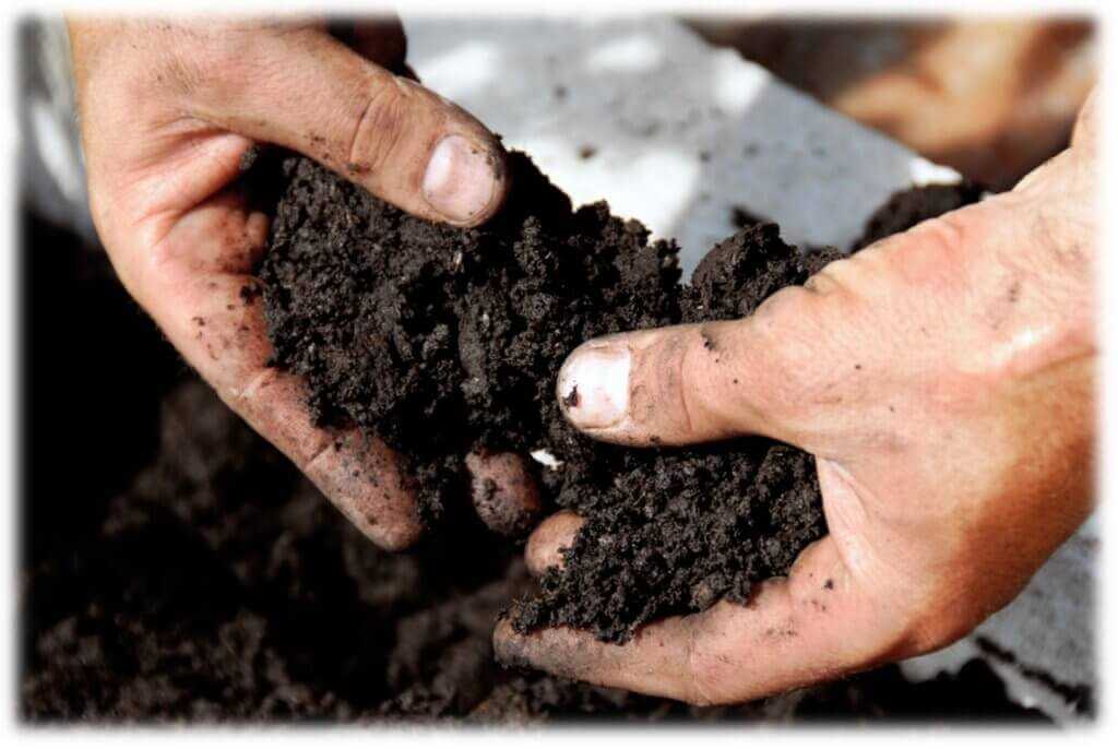 soil, humus