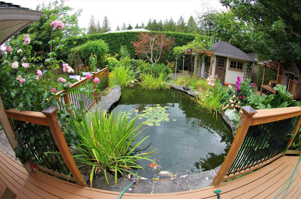 Garden pond 3