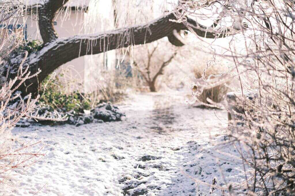 winter, frost
