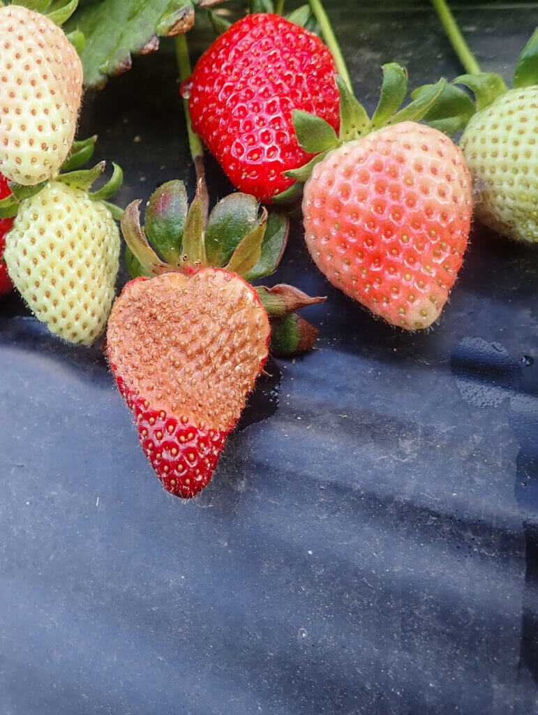 Strawberry