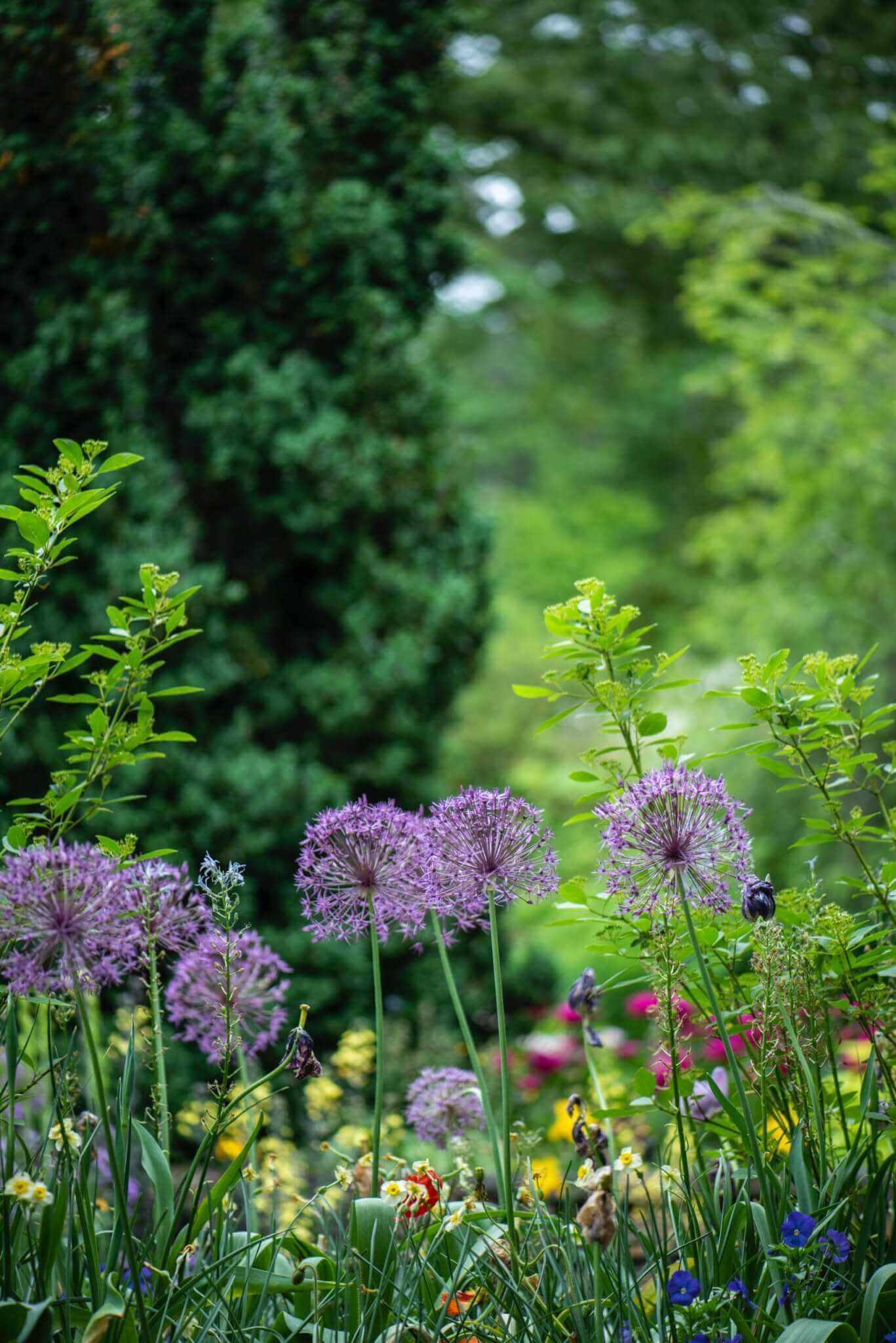 wood, garden, plants