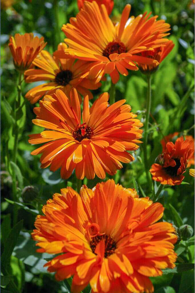 Marigold