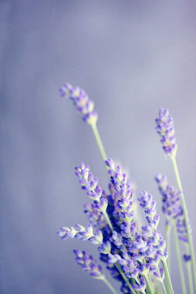 lavender