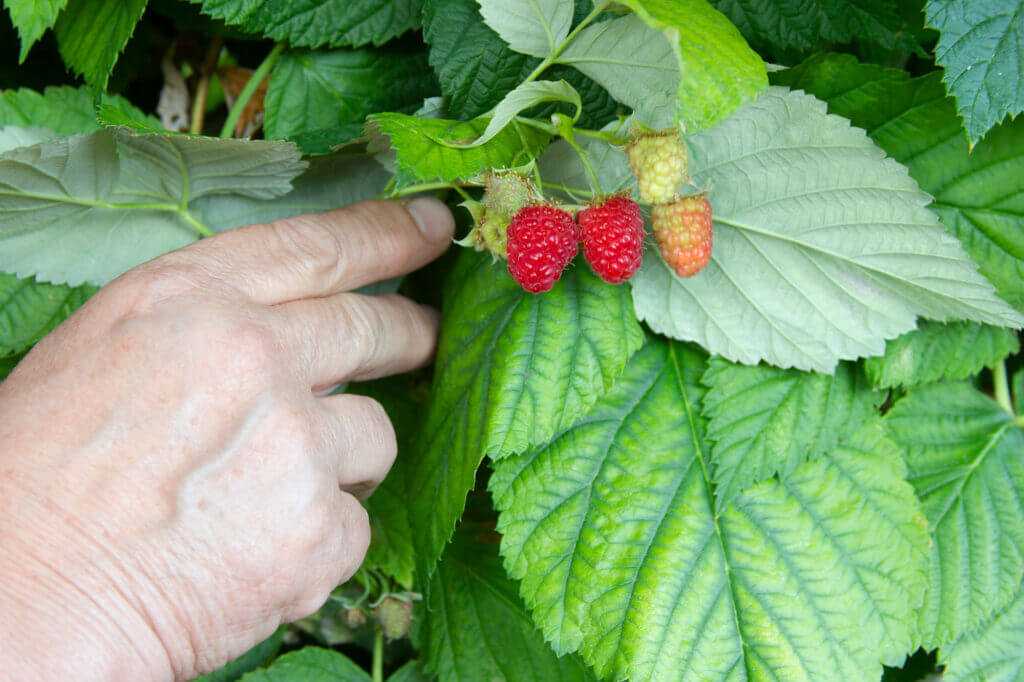 Symptoms of nutrient deficiency in plants