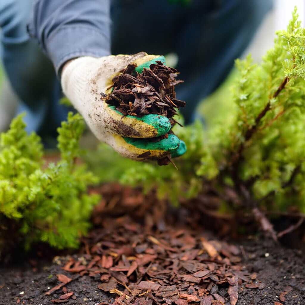 Mulch in a gardener's hands and plants