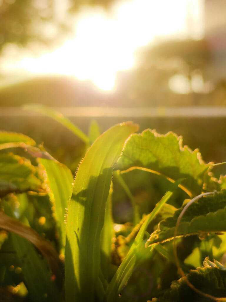 Sunburn