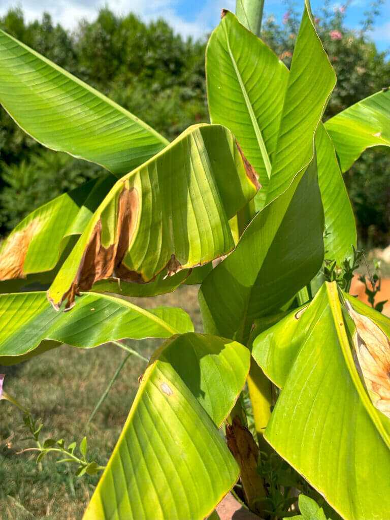Palm sunburn