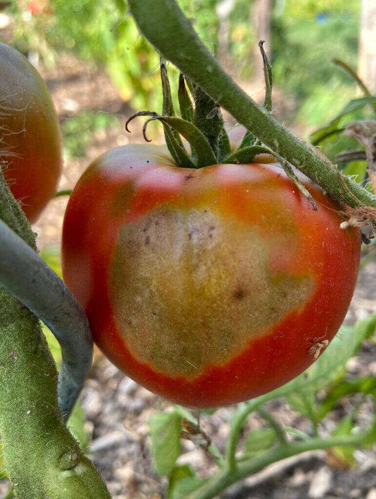 Tomato sunburn