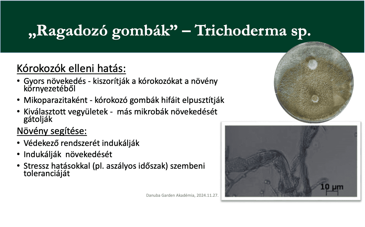 Tricho Immune Fungi