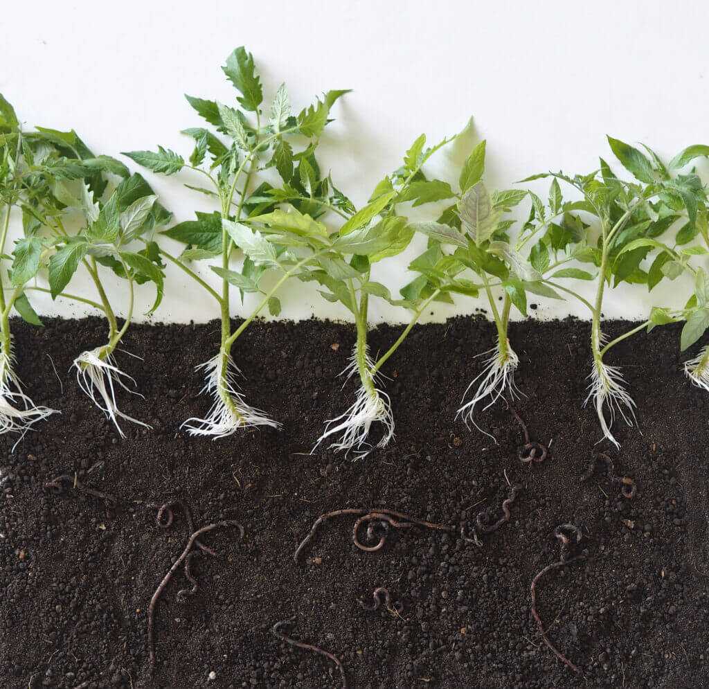 vegetable soil worm
